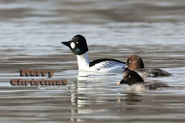 Common Goldeneye (Bucephala clangula) - Photo by Károly Teleki Merry Christmas 2022 pic